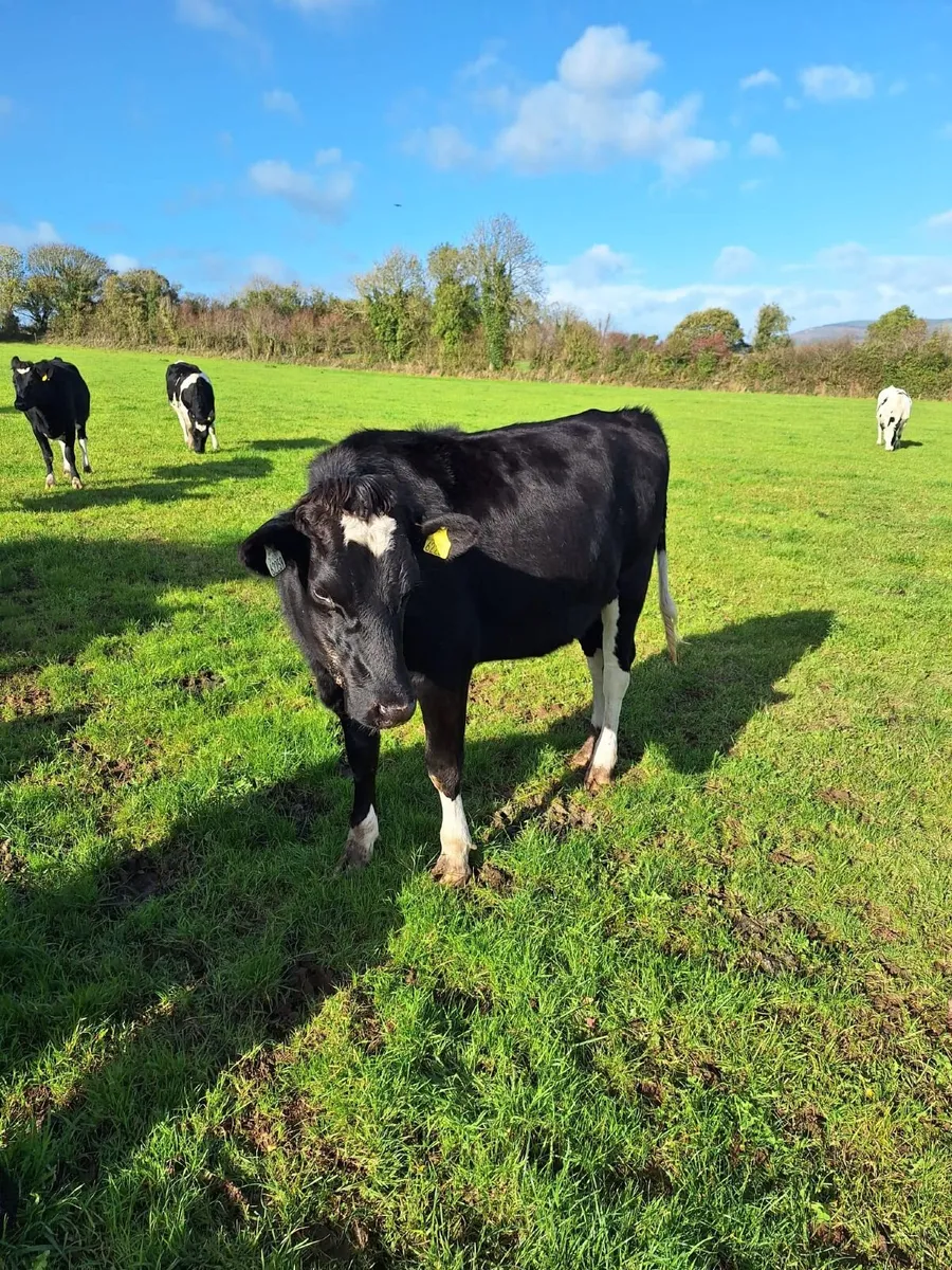 Dairy Incalf Heifers. - Image 3