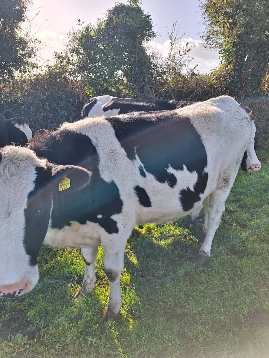 Dairy Incalf Heifers. - Image 4