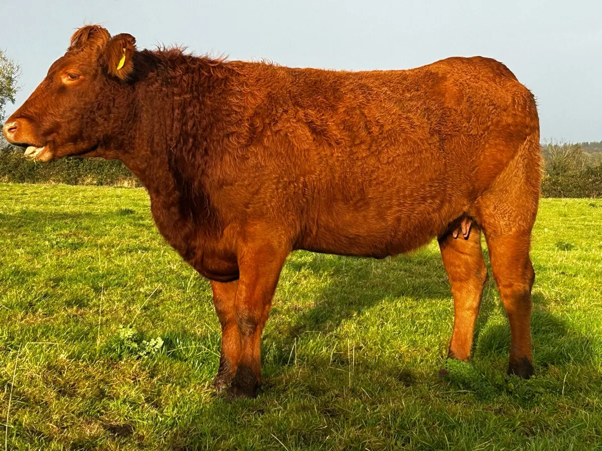 Super 4 Star Red Limousin In-Calf Heifer - Image 1