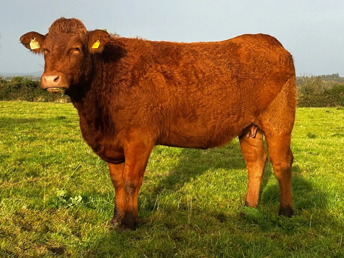 Super 4 Star Red Limousin In-Calf Heifer - Image 2