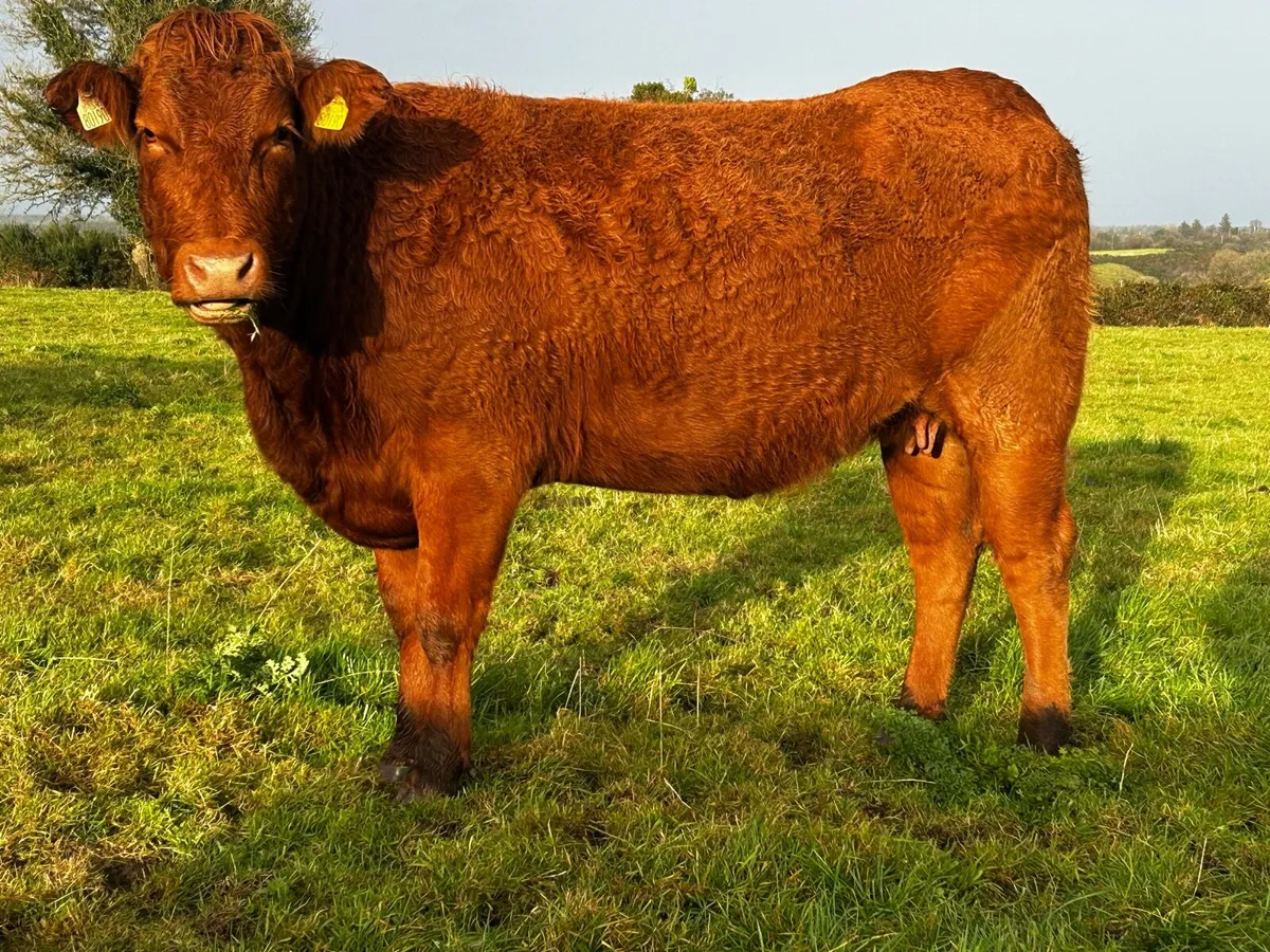 Super 4 Star Red Limousin In-Calf Heifer - Image 3