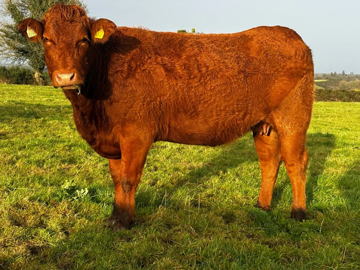Super 4 Star Red Limousin In-Calf Heifer - Image 4