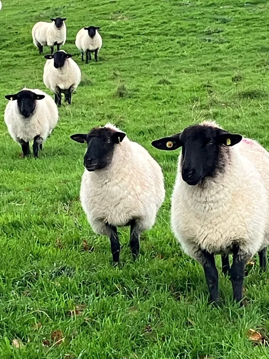 Top Quality Suffolk Hoggets x 8 - Image 2
