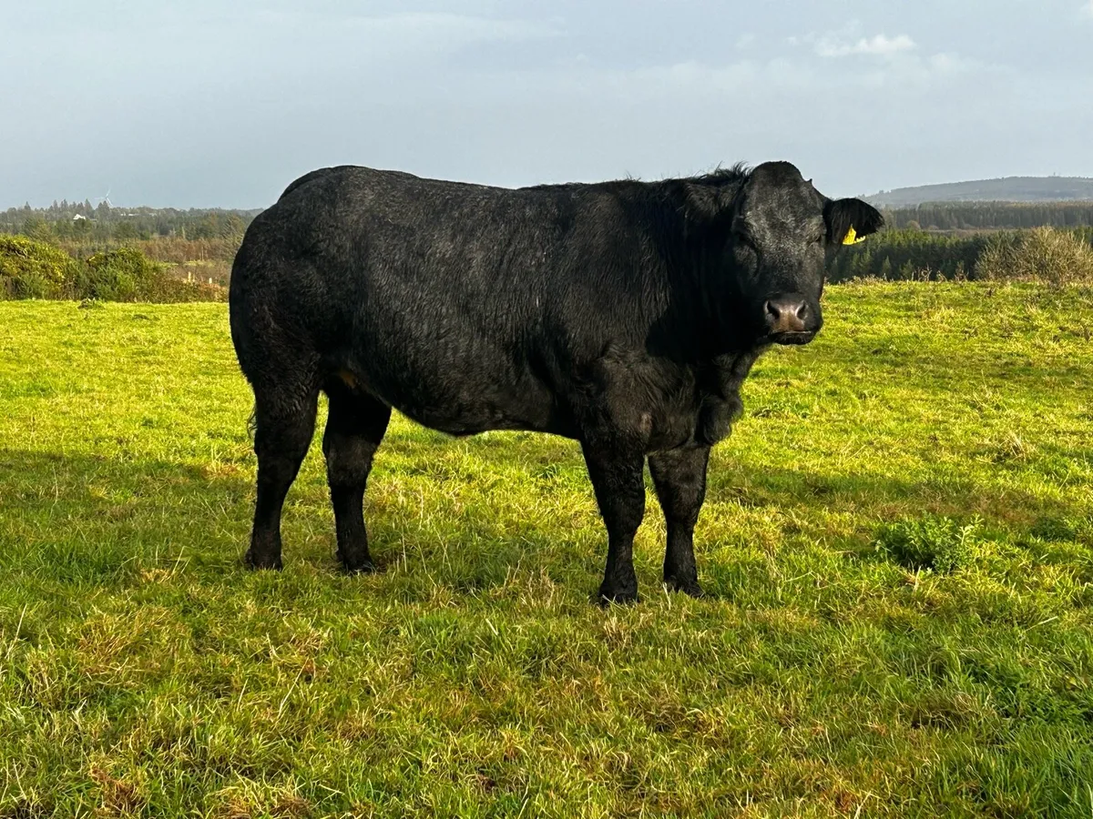 Super U Grade In-Calf Limousin Heifer - Image 1