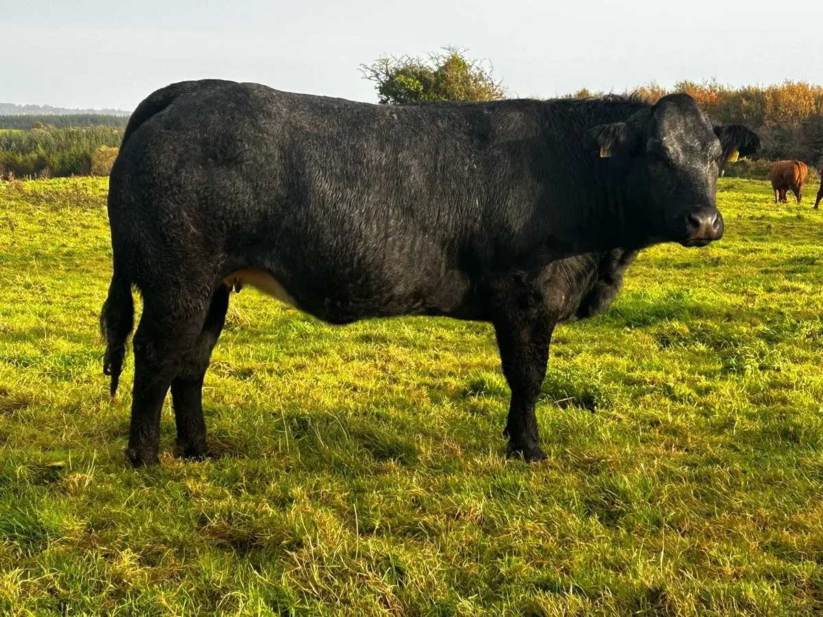 Super U Grade In-Calf Limousin Heifer - Image 2
