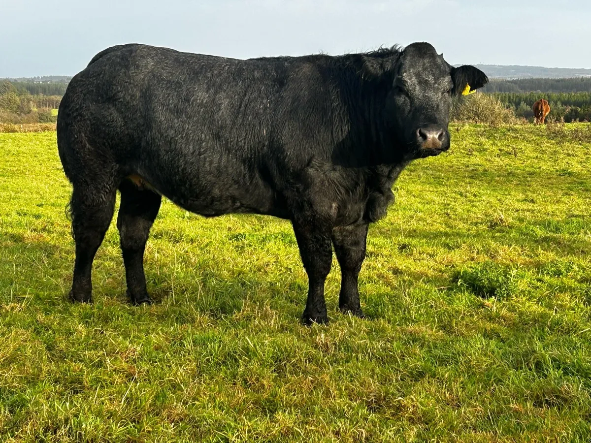 Super U Grade In-Calf Limousin Heifer - Image 3