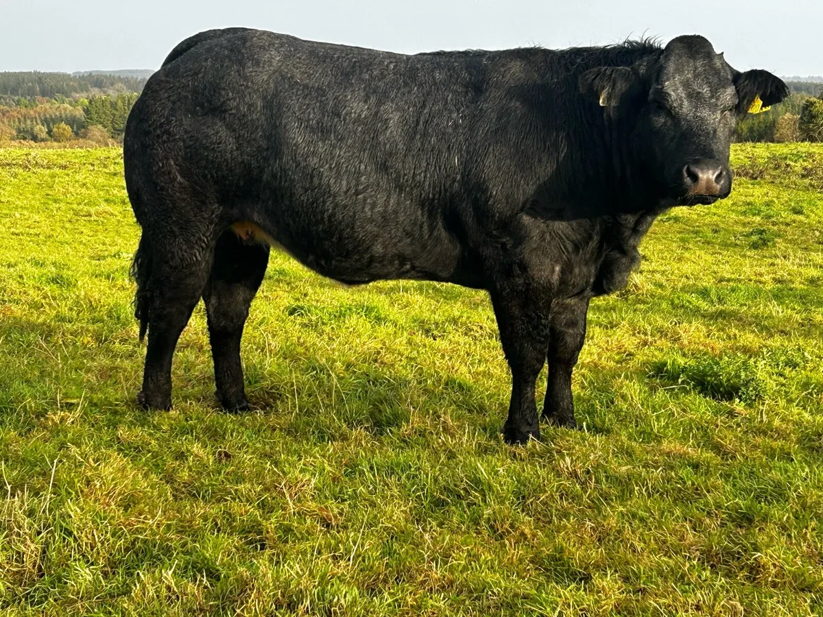 Super U Grade In-Calf Limousin Heifer - Image 4