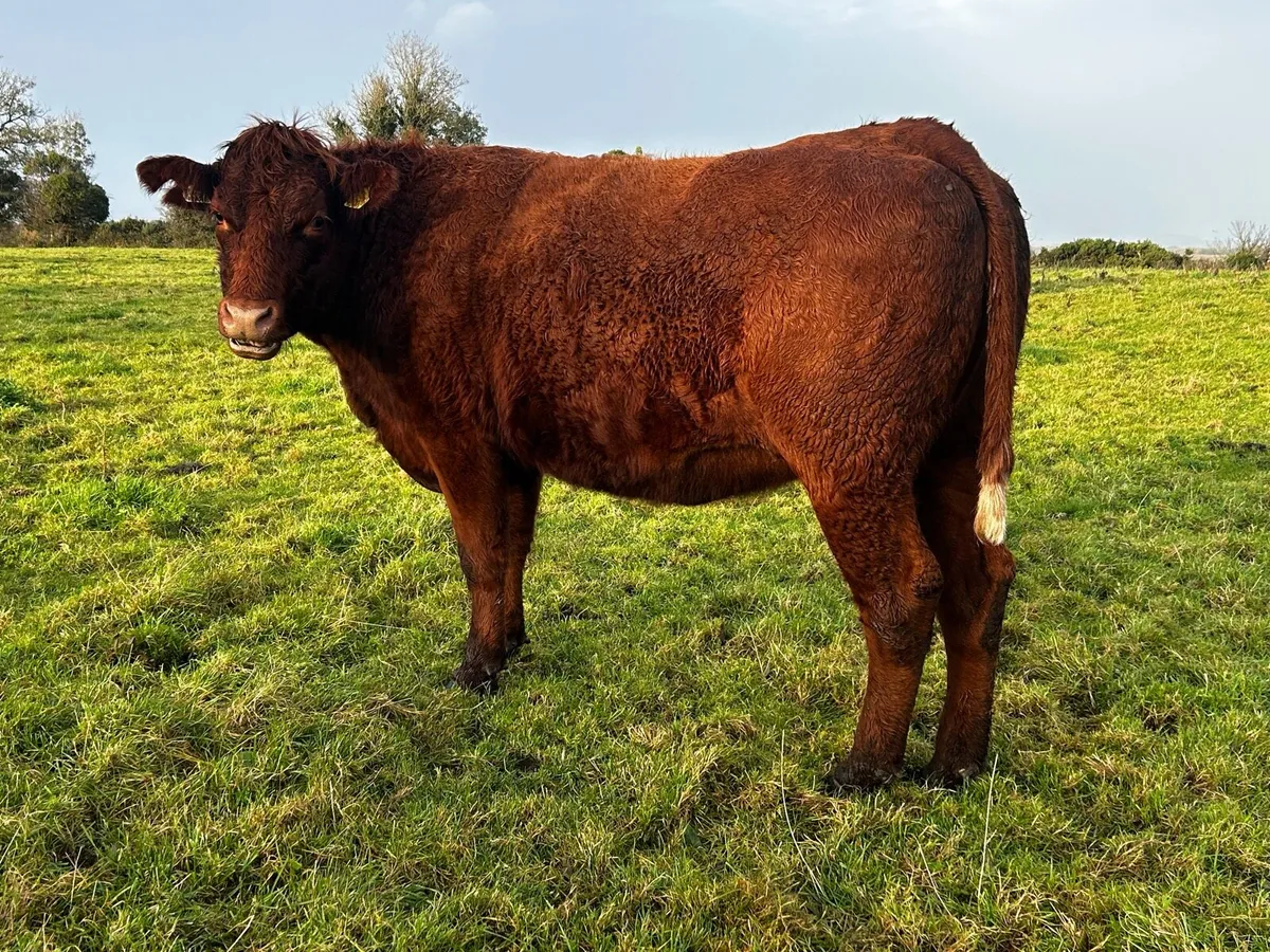 Two In-Calf Saler Heifers - Image 2