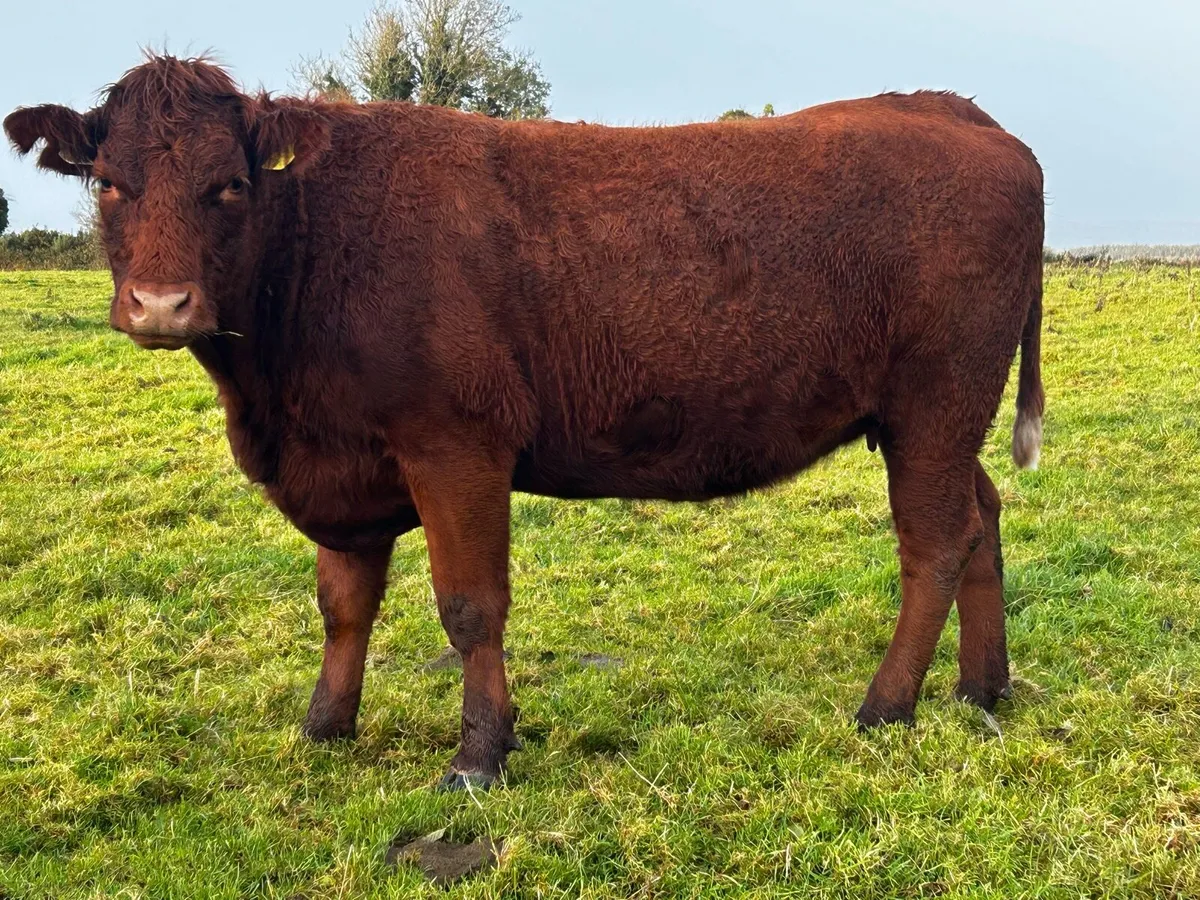 Two In-Calf Saler Heifers - Image 3