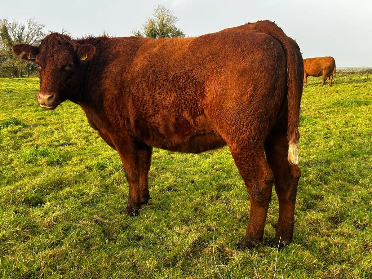 Two In-Calf Saler Heifers - Image 4