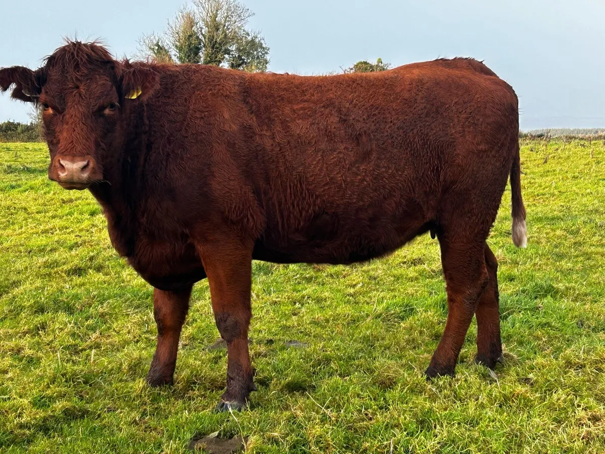 Two In-Calf Saler Heifers - Image 1