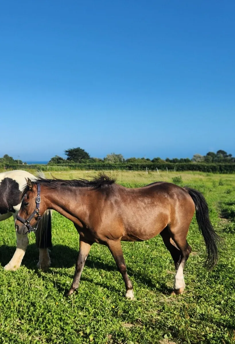 Pony - Image 2