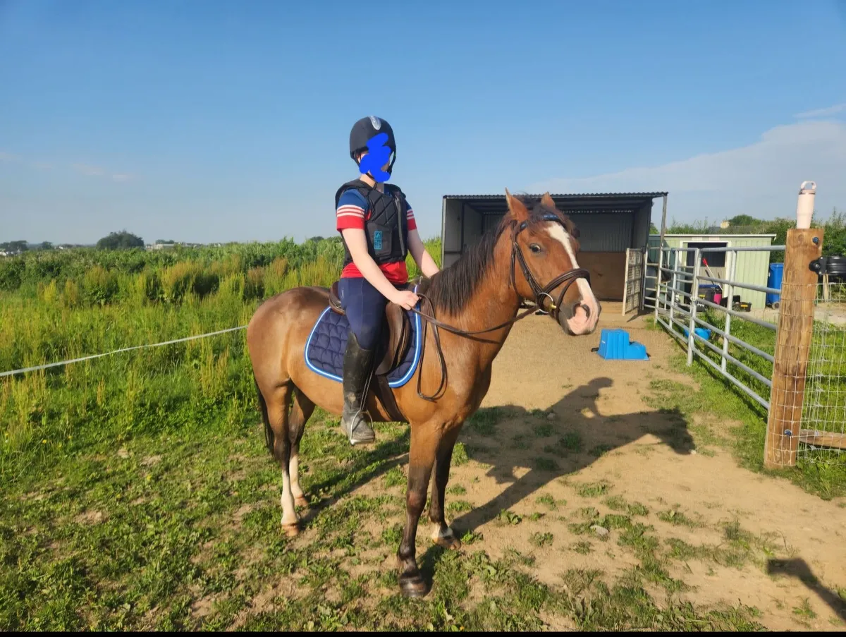 Pony - Image 1