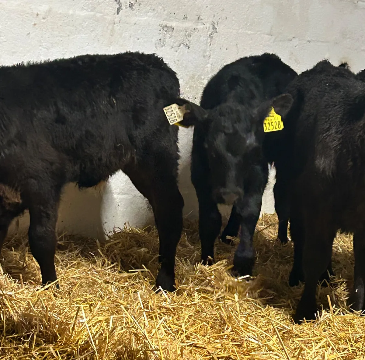 6 TOP QUALITY CANADIAN ANGUS BULL CALVES - Image 4