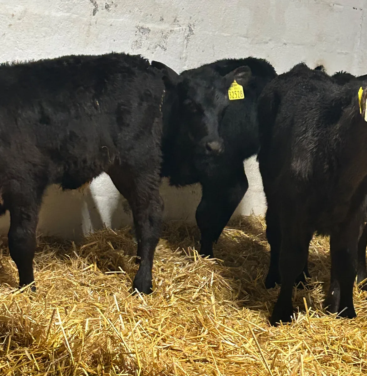 6 TOP QUALITY CANADIAN ANGUS BULL CALVES - Image 3