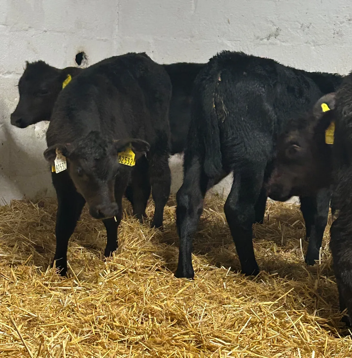 6 TOP QUALITY CANADIAN ANGUS BULL CALVES - Image 2