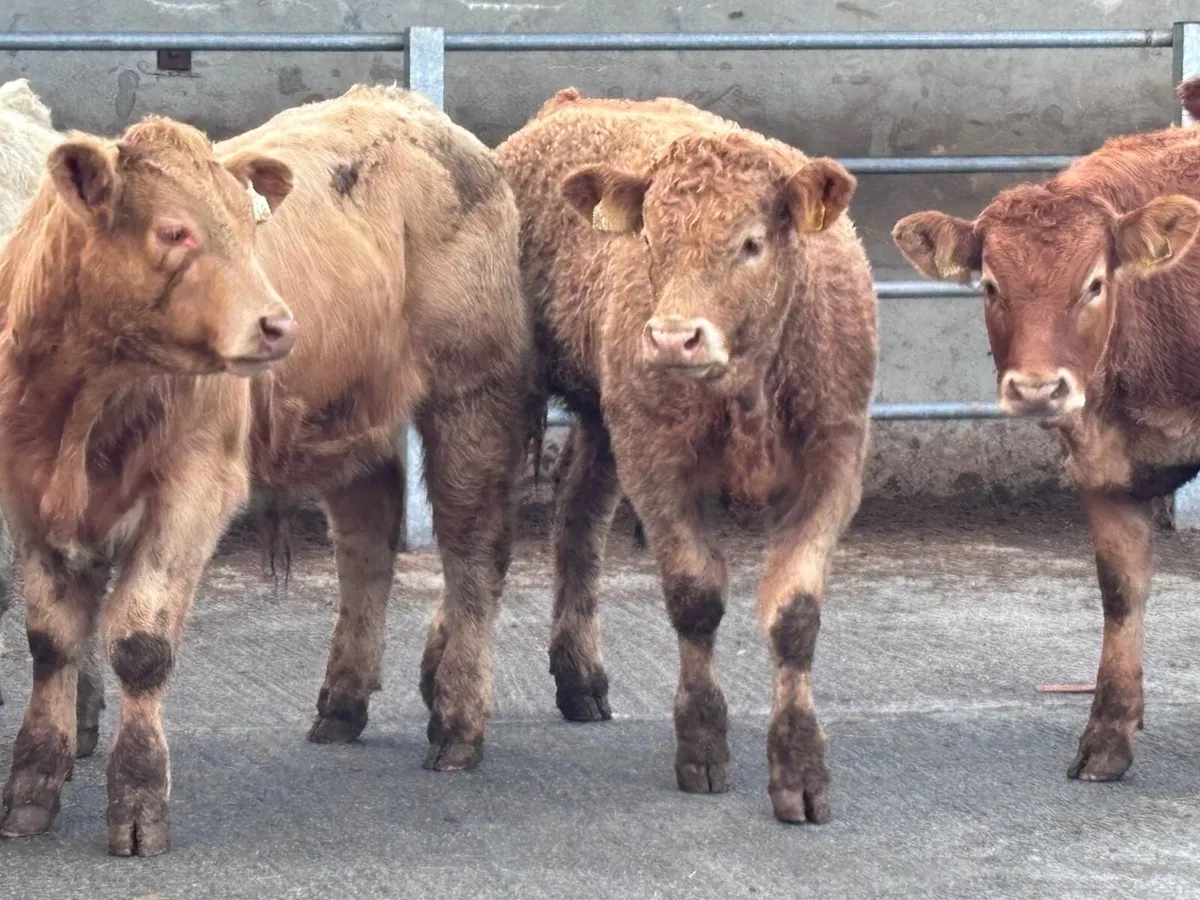 17 smashing continental bull Weanlings for sale - Image 1