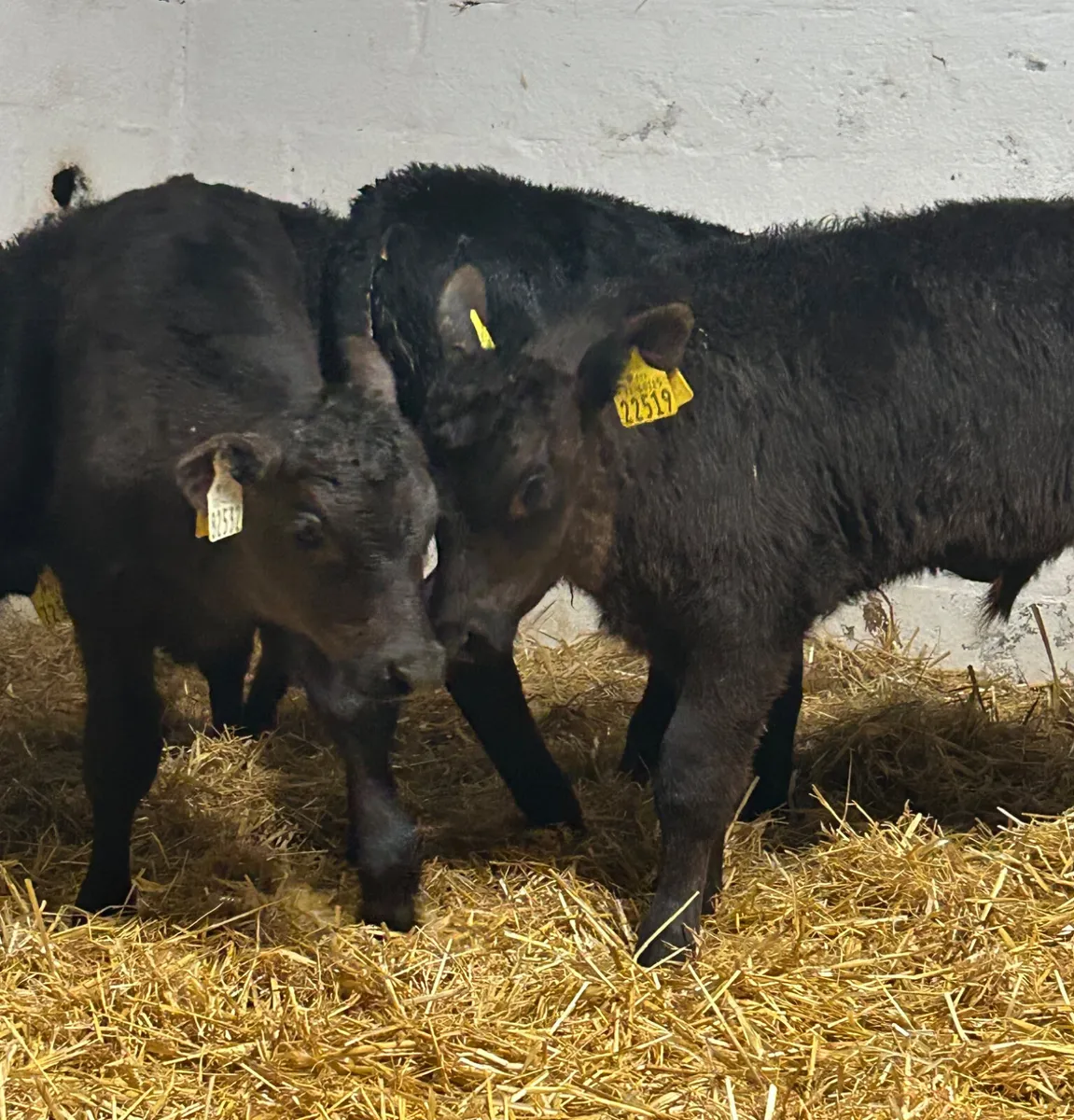 6 TOP QUALITY CANADIAN ANGUS BULL CALVES - Image 1