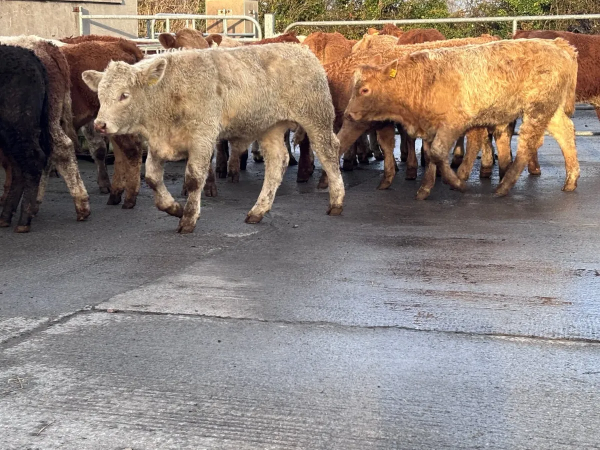 17 smashing continental bull Weanlings for sale - Image 4