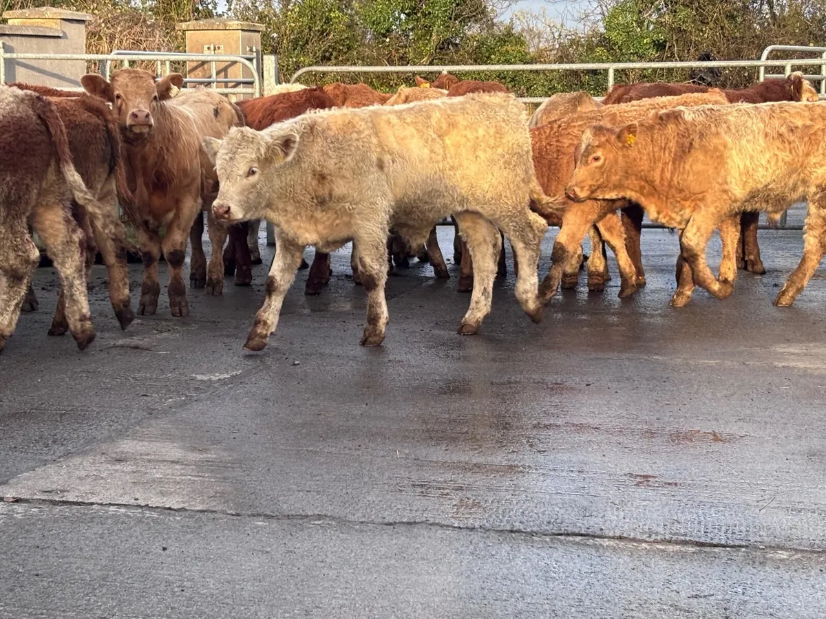 17 smashing continental bull Weanlings for sale - Image 2
