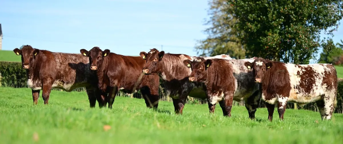 Glebefarm & Maralin Beef Shorthorns - Image 1