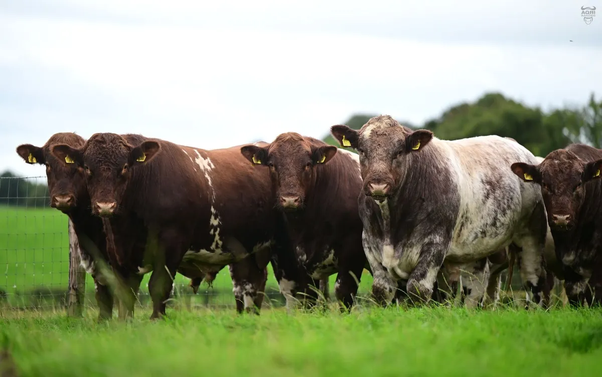 Glebefarm & Maralin Beef Shorthorns - Image 2