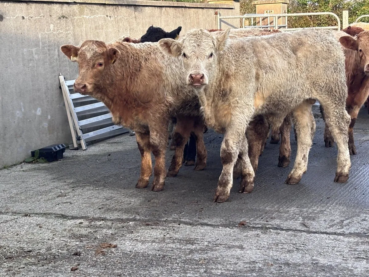 17 smashing continental bull Weanlings for sale - Image 3