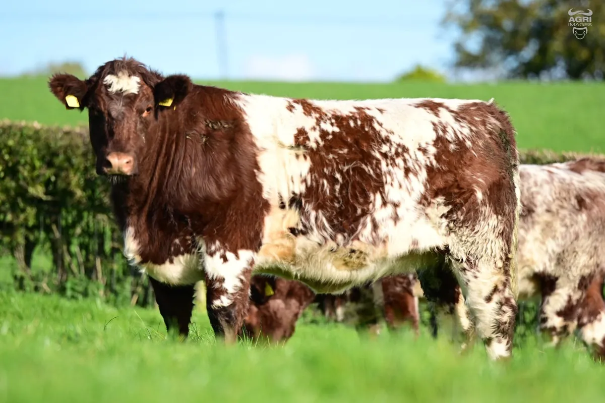 Glebefarm & Maralin Beef Shorthorns - Image 3