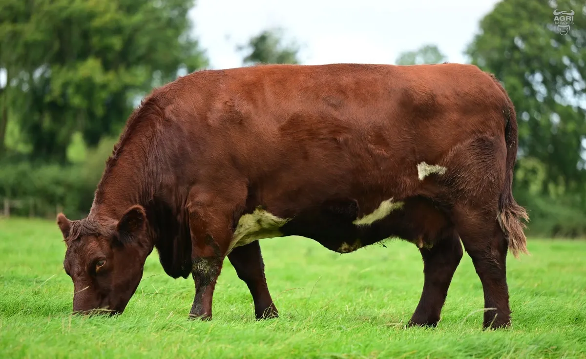 Glebefarm & Maralin Beef Shorthorns - Image 4