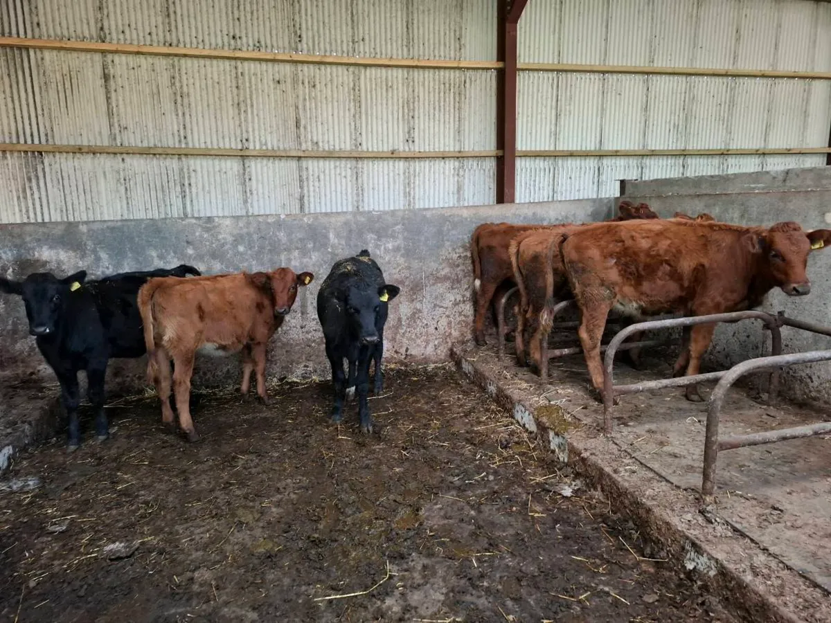 Swedish Red X Heifers - Image 2