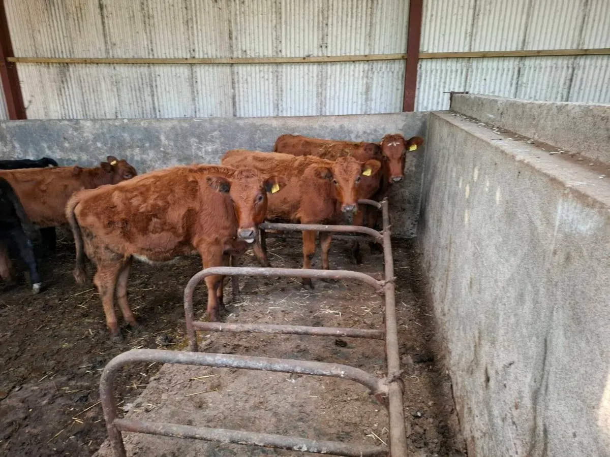Swedish Red X Heifers - Image 1