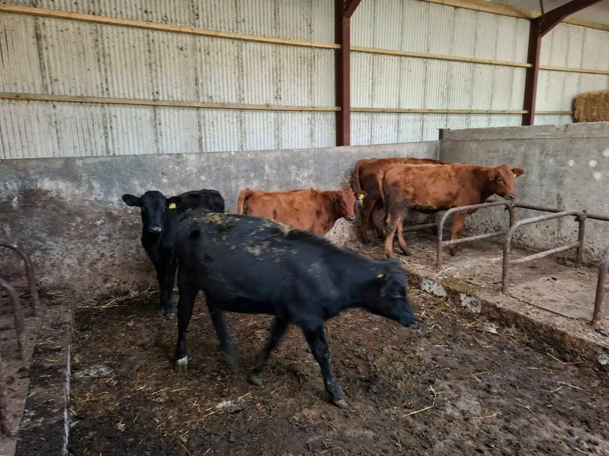 Swedish Red X Heifers - Image 3