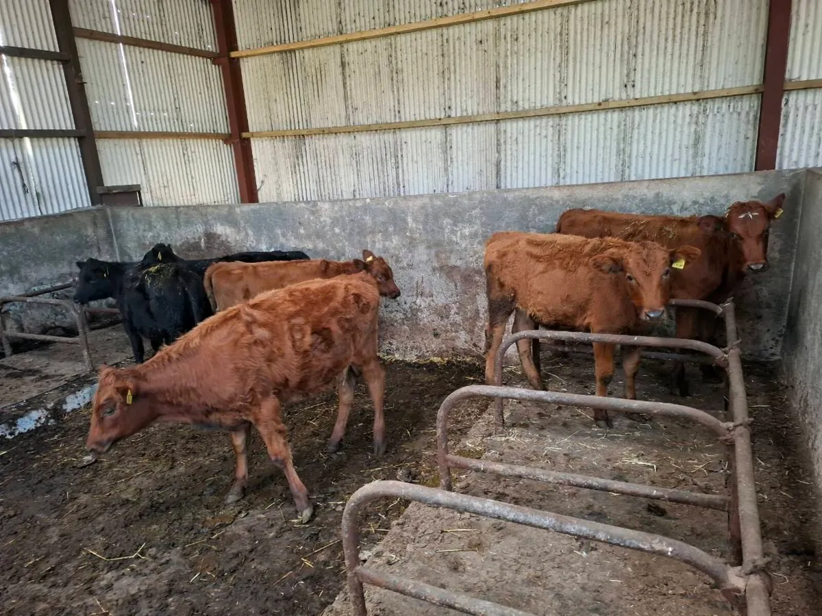 Swedish Red X Heifers - Image 4