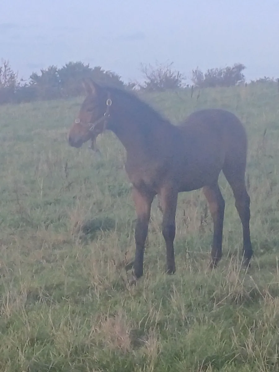 Foal - Image 1