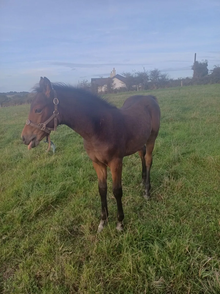 Foal - Image 2