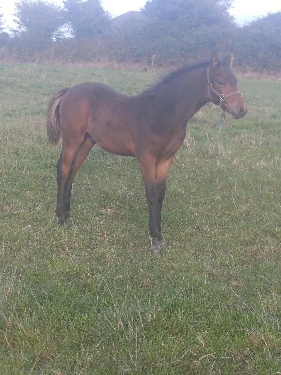 Foal - Image 4