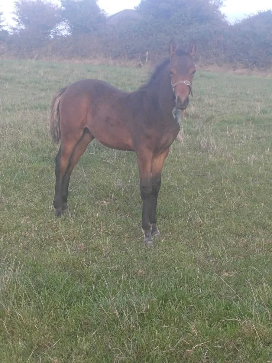 Foal - Image 3