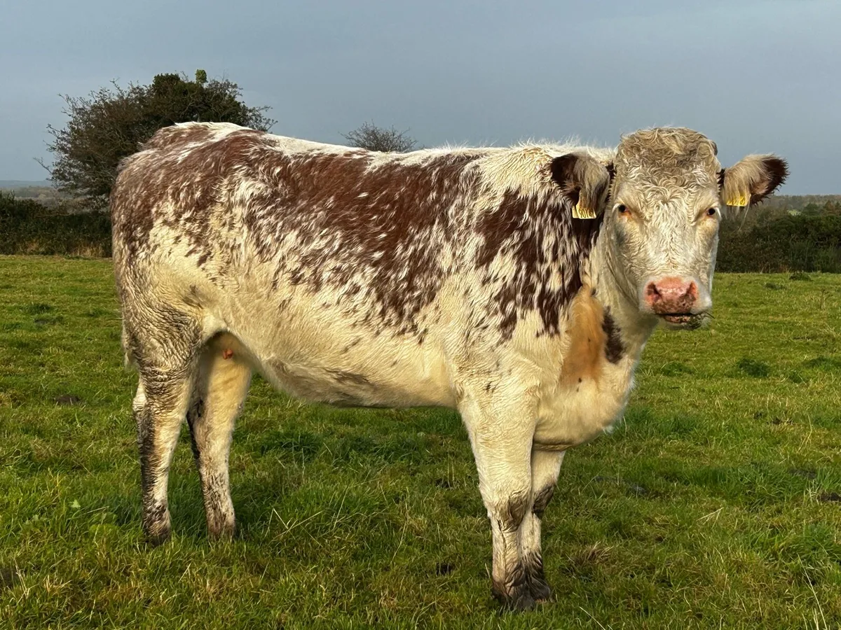 Roan In-Calf Heifer - Image 1
