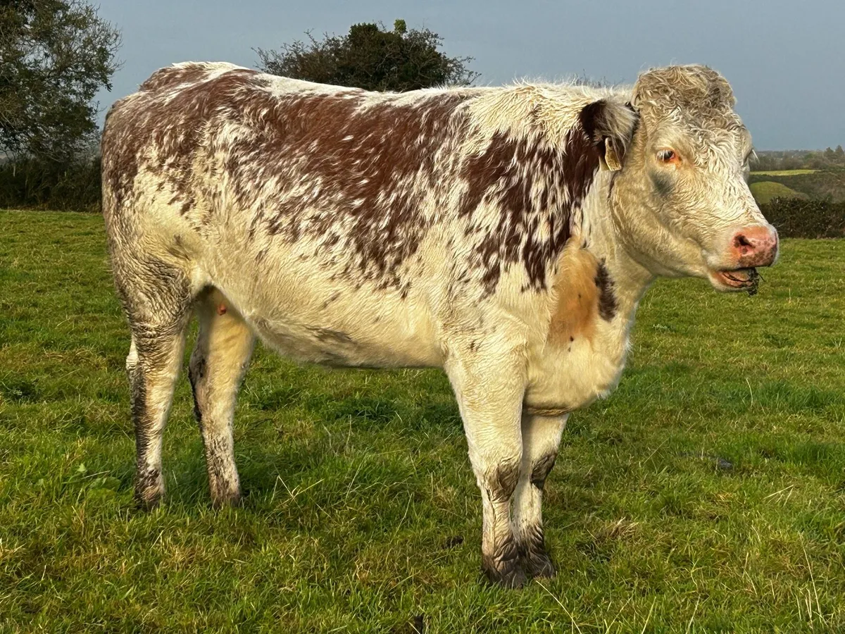 Roan In-Calf Heifer - Image 2
