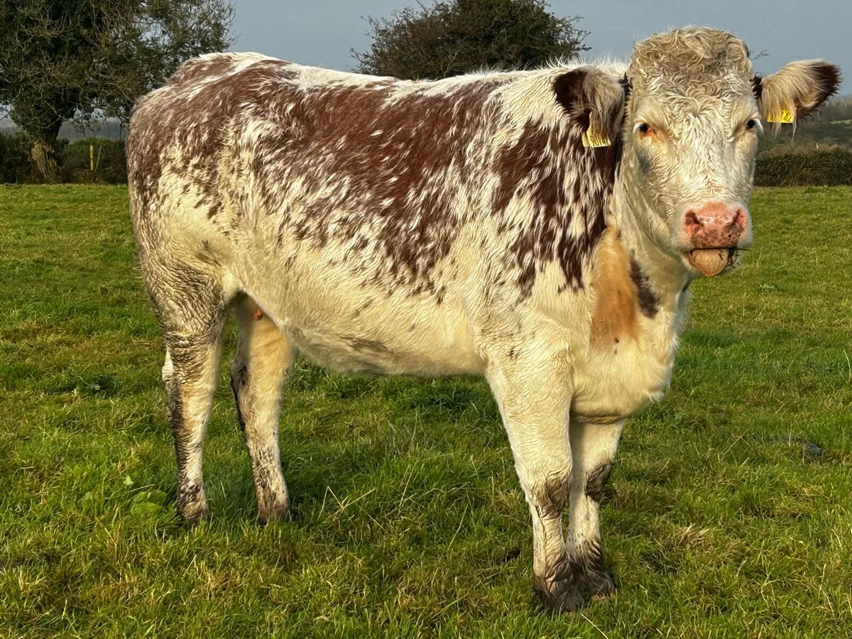 Roan In-Calf Heifer - Image 3