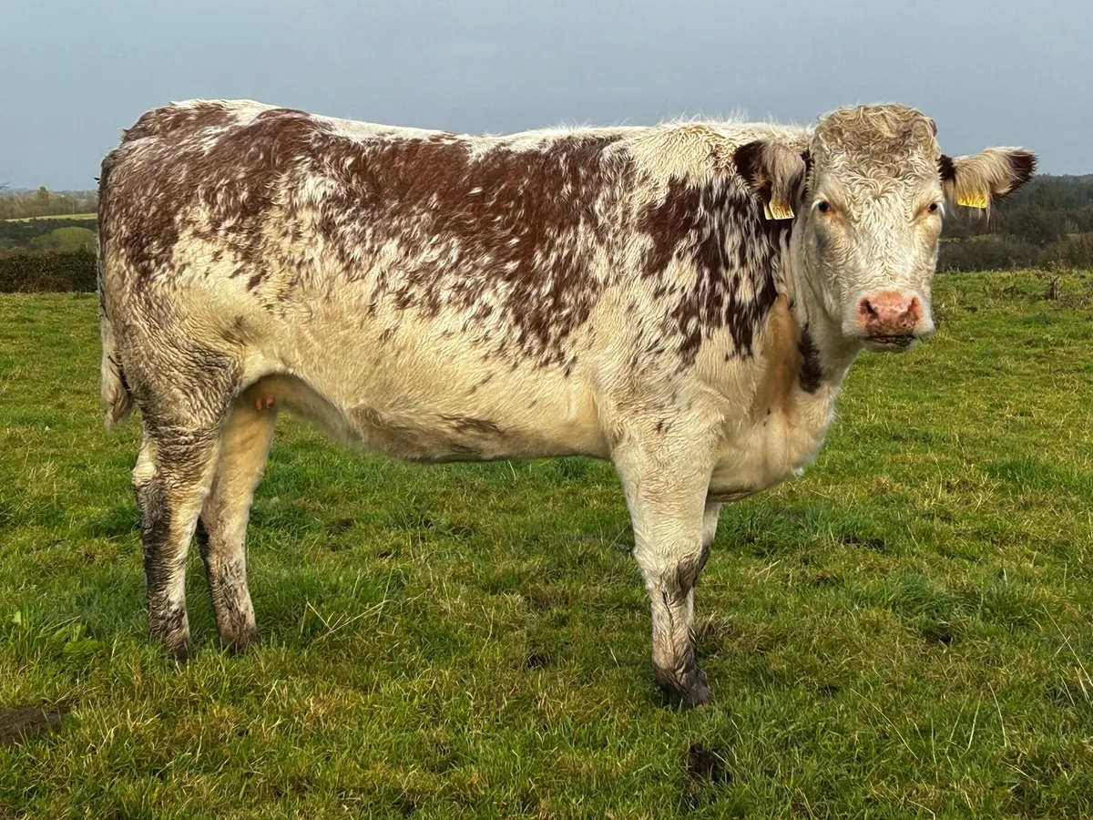 Roan In-Calf Heifer - Image 4