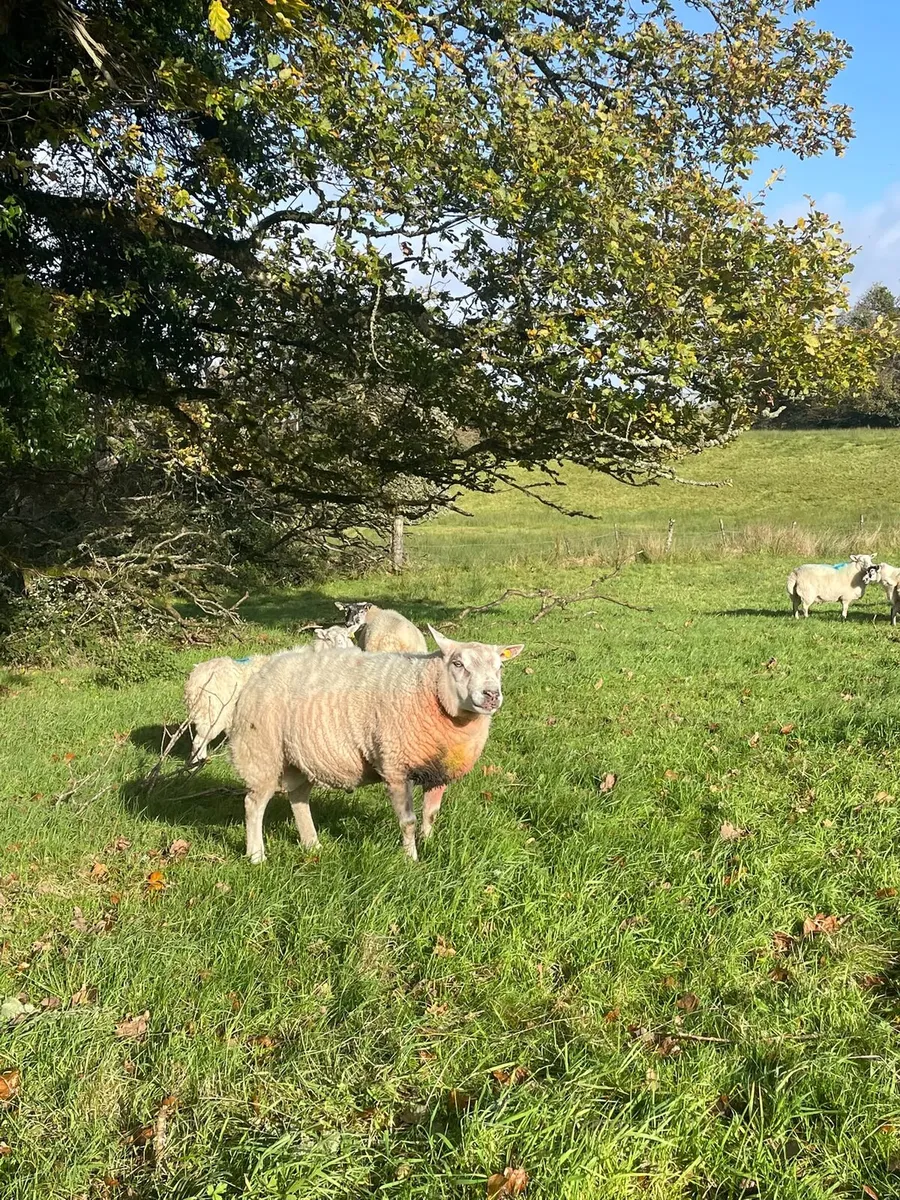 Texel Ram - Image 1