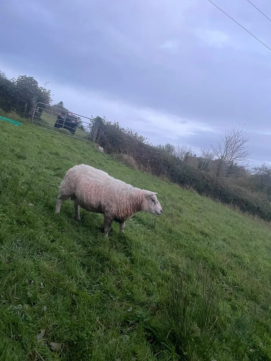 Texel Ram - Image 2