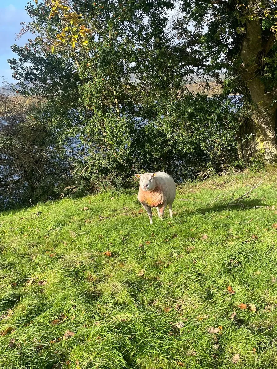 Texel Ram - Image 3