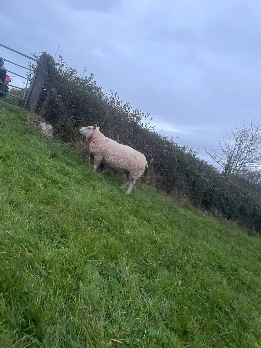 Texel Ram - Image 4