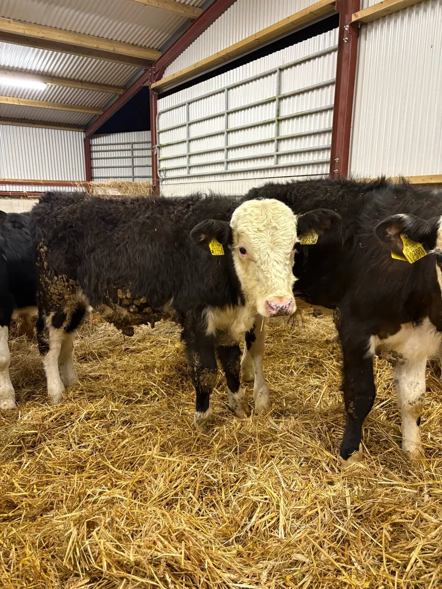 8 super 220kg Hereford bullocks - Image 2