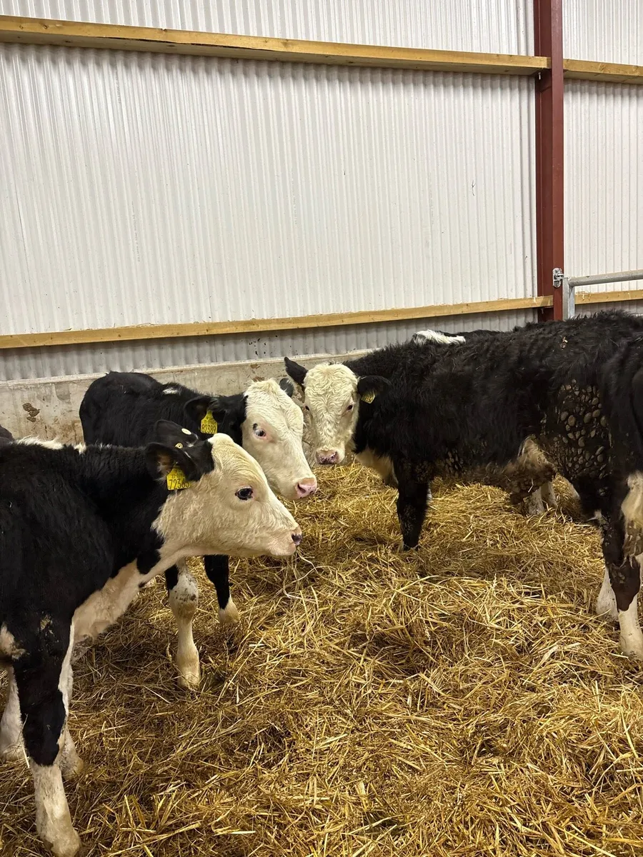 8 super 220kg Hereford bullocks - Image 4
