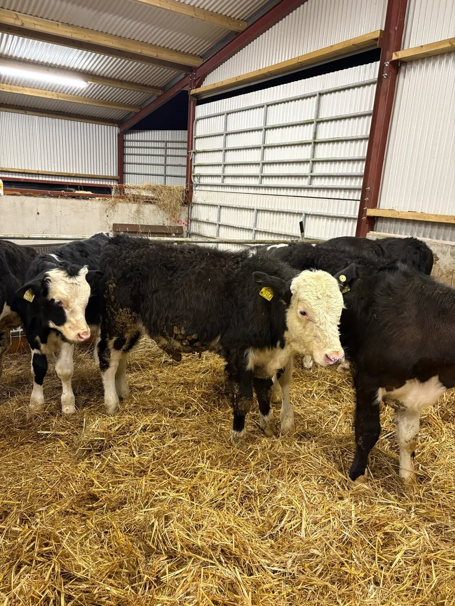 8 super 220kg Hereford bullocks - Image 3