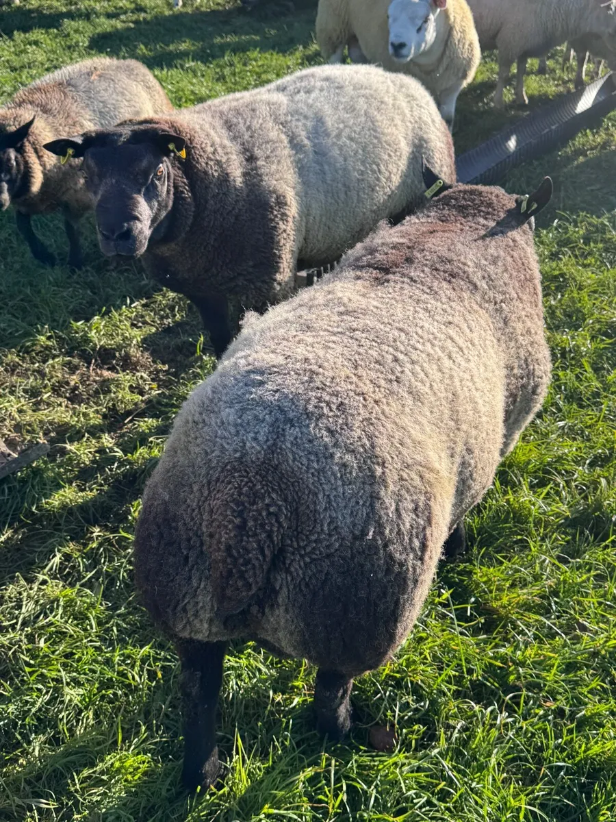 blue texel ram - Image 1