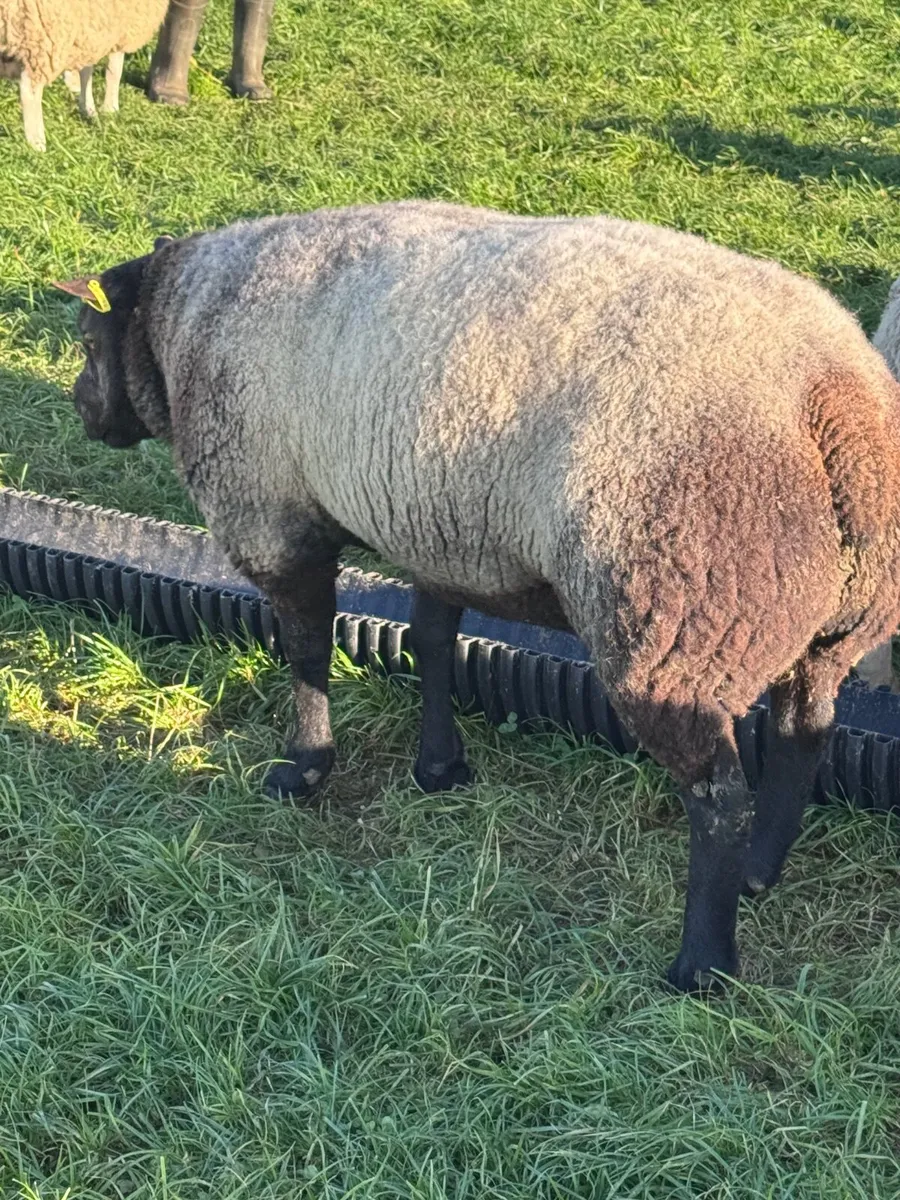 blue texel ram - Image 2